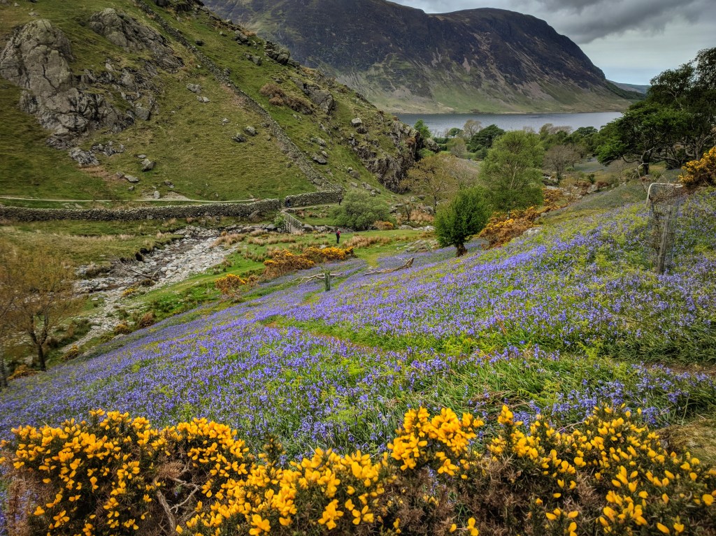 Bluebells at Rannerdale