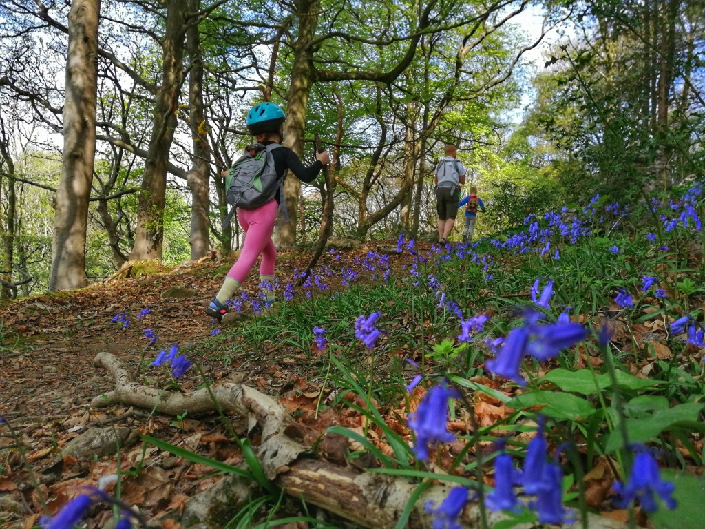 Bluebells at Brown Robin Woods,&nbsp;Grange